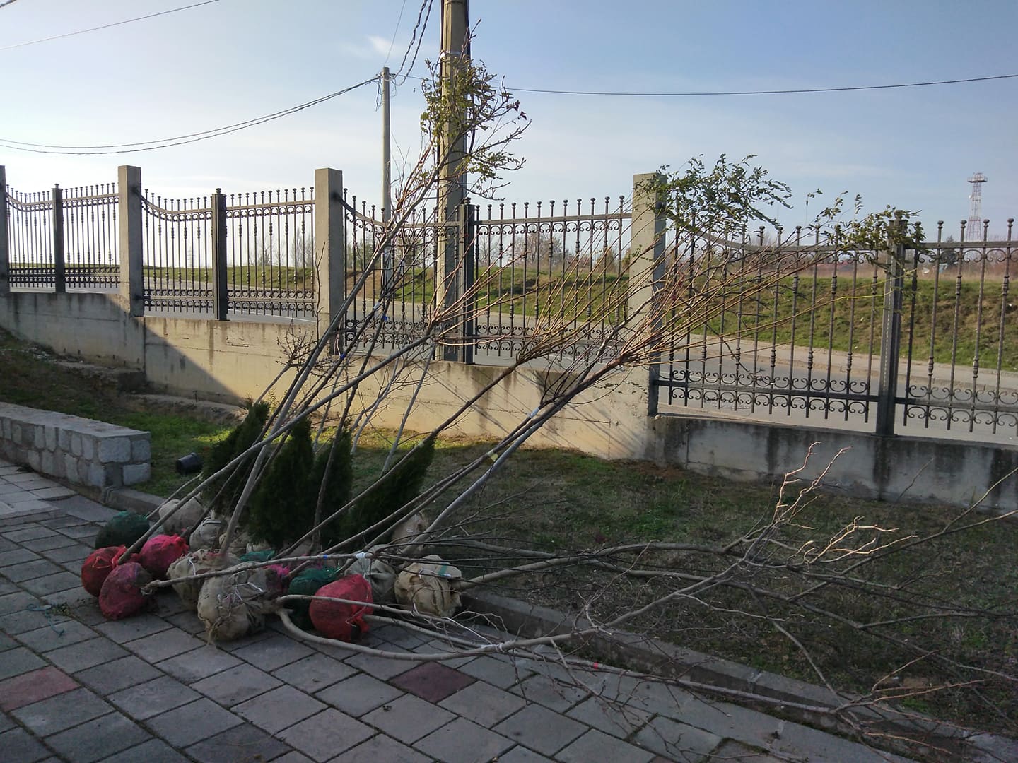 Акција ,,Дрво за Цркву“.